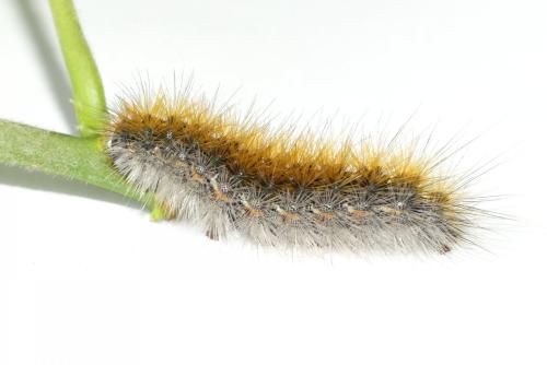 Réf. 182 081 : Rhyparia purpurata